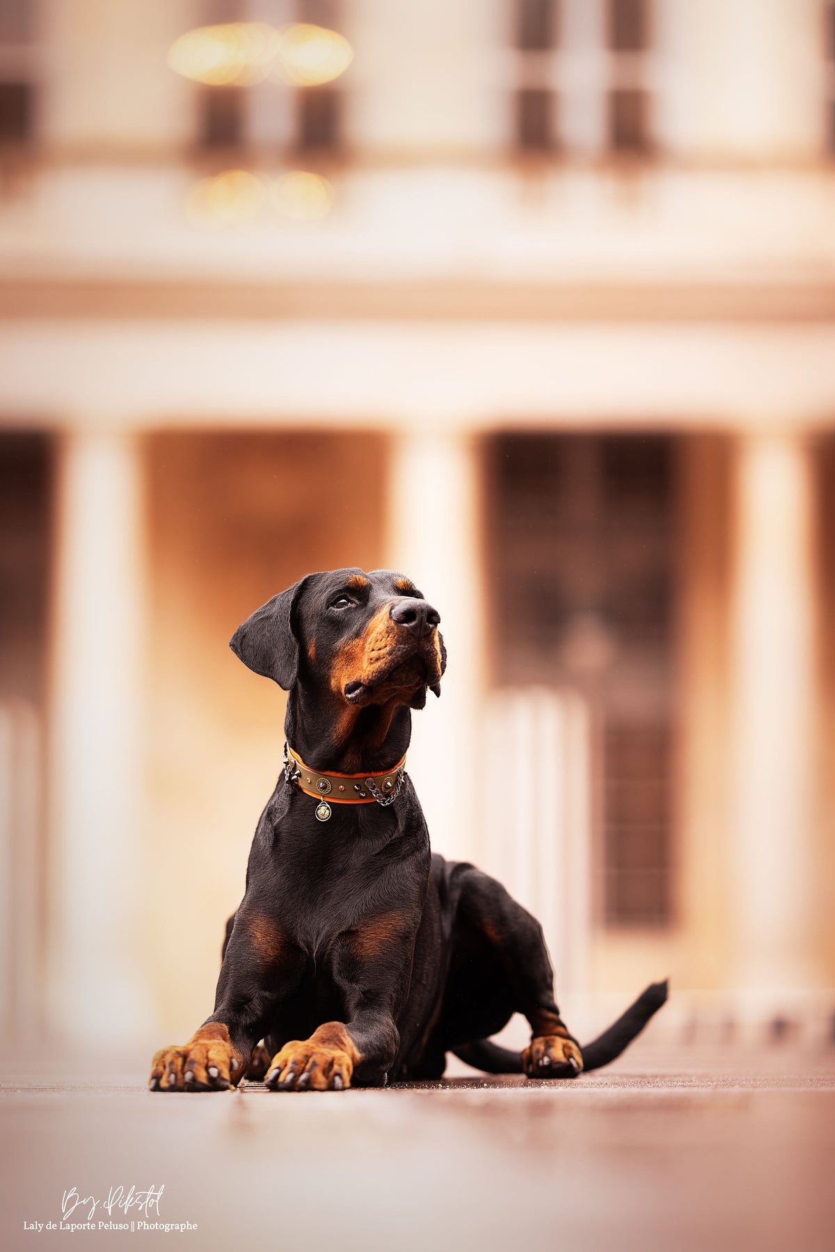 Pimp My Dog